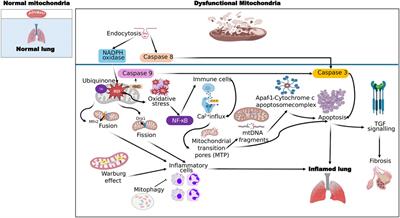 Role of mitochondria in inflammatory lung diseases